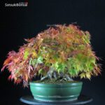 Acero Palmato Yamamomiji - immagine 2