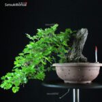 Quercus Robur - Quercia VENDUTO