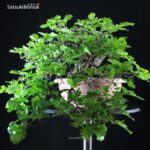 Quercus Robur - Quercia VENDUTO - immagine 2