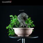 Quercus Robur - Quercia VENDUTO - immagine 3