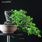 Quercus Robur - Quercia VENDUTO - immagine 4