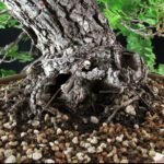 Quercus Robur - Quercia VENDUTO - immagine 5