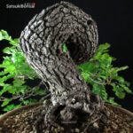 Quercus Robur - Quercia VENDUTO - immagine 6