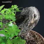 Quercus Robur - Quercia VENDUTO - immagine 7