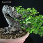 Quercus Robur - Quercia VENDUTO - immagine 8