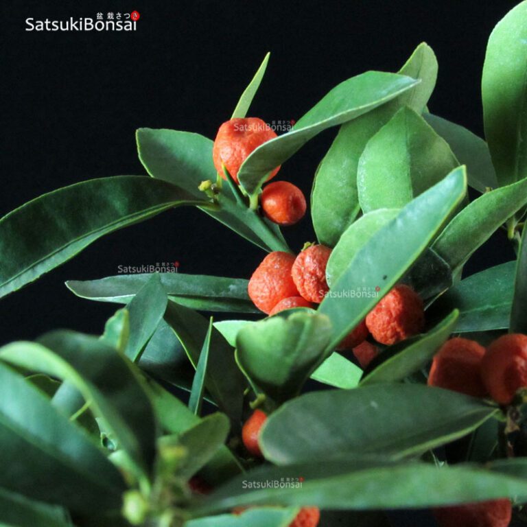 Citrus Kinzu Fortunella Hindsii SatsukiBonsai
