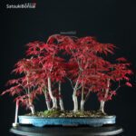 Acero Palmato Nomura bosco - immagine 2