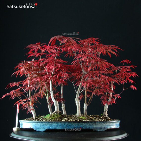 Acero Palmato Nomura bosco - immagine 2