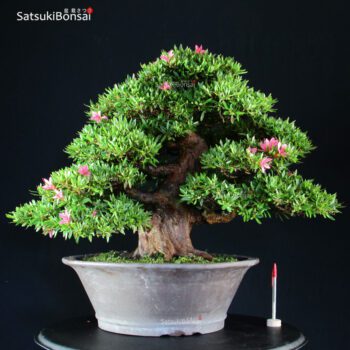Azalea Satsuki Var. KORIN VENDUTO