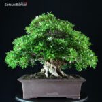 Azalea Satsuki Var. Kozan - immagine 8