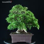 Azalea Satsuki Var. Kozan - immagine 9