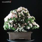 Azalea Satsuki Var. Kozan