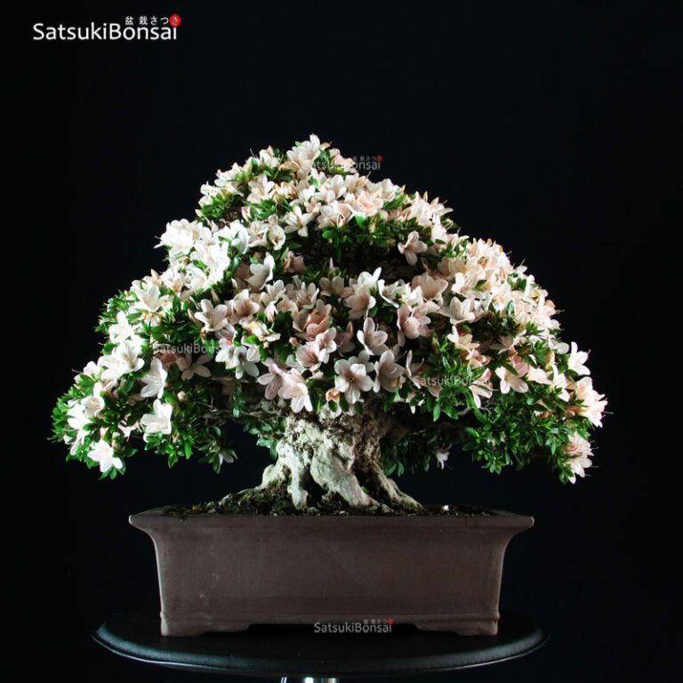 Azalea Satsuki Var. Kozan SatsukiBonsai
