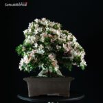 Azalea Satsuki Var. Kozan - immagine 5