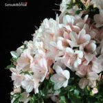 Azalea Satsuki Var. Kozan - immagine 2