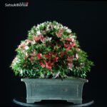 Azalea Satsuki Var. ShinNikko VENDUTO - immagine 2