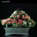 Azalea Satsuki Var. ShinNikko VENDUTO - immagine 3