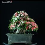 Azalea Satsuki Var. ShinNikko VENDUTO - immagine 4