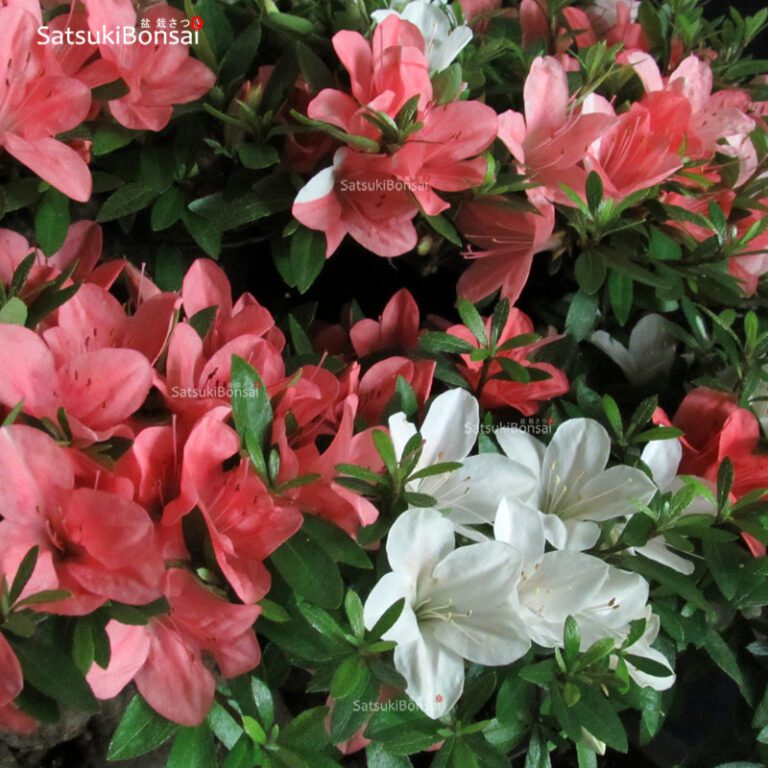 Azalea Satsuki Var. ShinNikko SatsukiBonsai