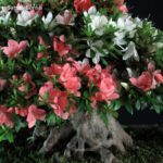 Azalea Satsuki Var. ShinNikko VENDUTO - immagine 5