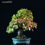 Carpinus Coreana VENDUTO - immagine 2