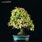 Carpinus Coreana VENDUTO - immagine 4