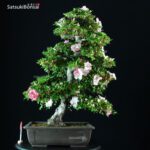 Azalea Satsuki Var. KAHO VENDUTO - immagine 6