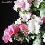 Azalea Satsuki KAHO - immagine 2