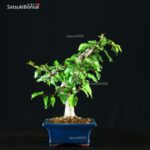 Carpinus Coreana - immagine 2