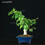 Carpinus Coreana - immagine 4