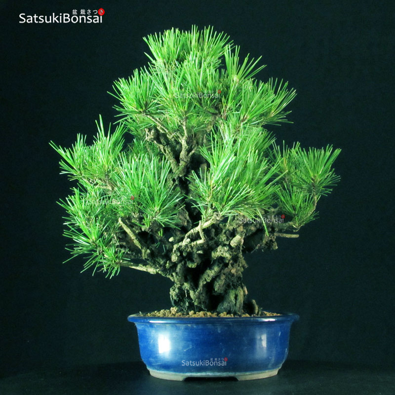 Acero palmato var. Deshojo VENDUTO - SatsukiBonsai