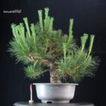 Pinus Thunbergii Kuromatsu