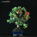 Pyracantha Coccinea - immagine 2
