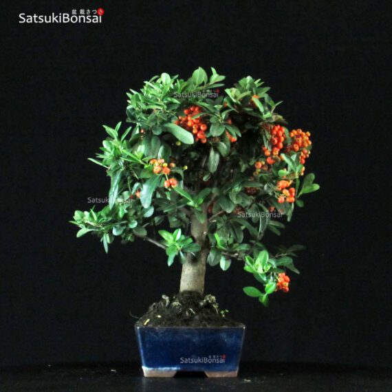 Pyracantha Coccinea - immagine 2