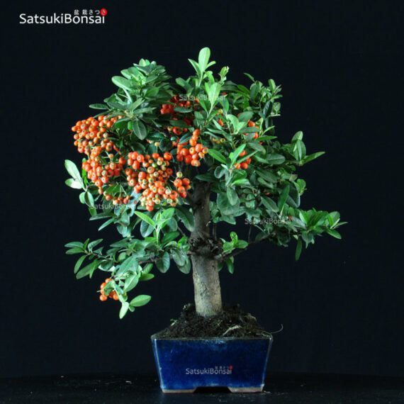 Pyracantha Coccinea - immagine 4