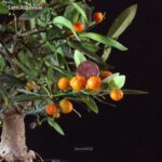 Citrus Kinzu - Fortunella Hindsii - immagine 2