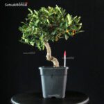 Citrus Kinzu - Fortunella Hindsii