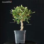 Citrus Kinzu - Fortunella Hindsii - immagine 4