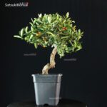 Citrus Kinzu - Fortunella Hindsii - immagine 5