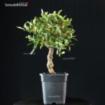 Citrus Kinzu - Fortunella Hindsii - immagine 3