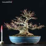 Acero Palmato Yamamomiji - immagine 5