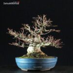 Acero Palmato Yamamomiji - immagine 6