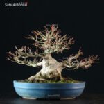 Acero Palmato Yamamomiji - immagine 7