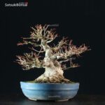 Acero Palmato Yamamomiji - immagine 8