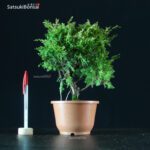 Juniperus Chinensis itoigawa