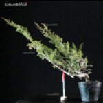 Juniperus Chinensis itoigawa