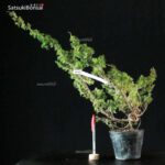 Juniperus Chinensis itoigawa