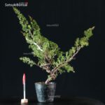 Juniperus Chinensis itoigawa