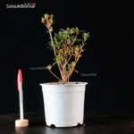 Talea di azalea Satsuki AOI NO KAGAYAKI - immagine 2