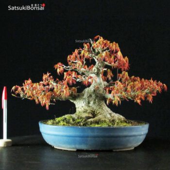 Acero Palmato Yamamomiji